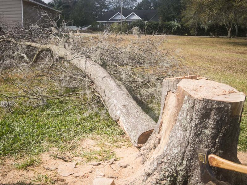 safe tree removal